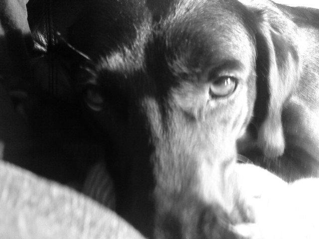 Blanding af racer zidi billede 12