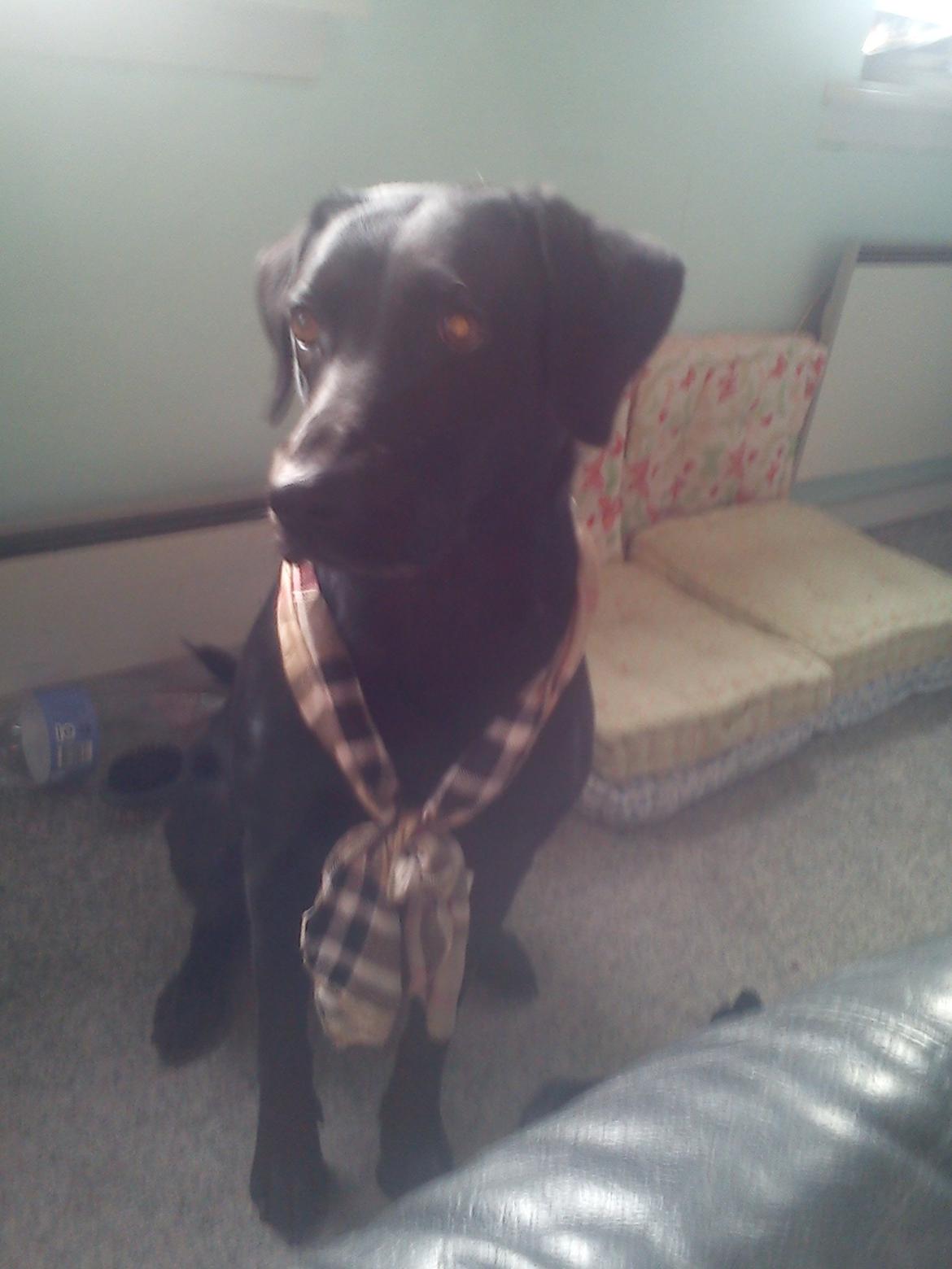 Blanding af racer zidi billede 13