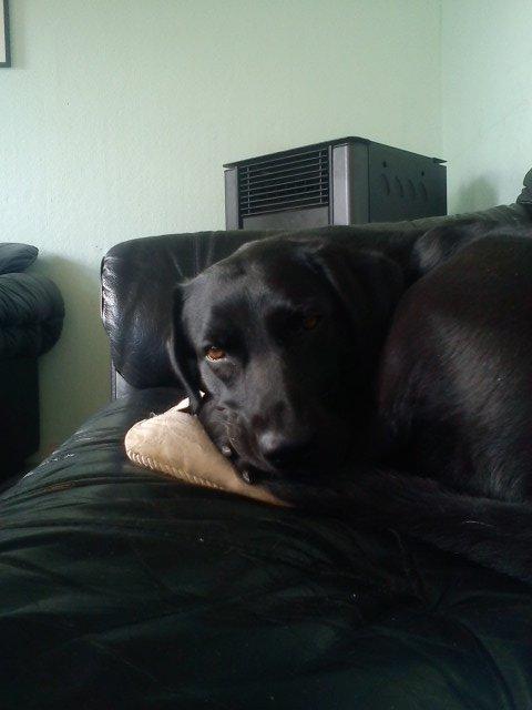 Blanding af racer zidi billede 14