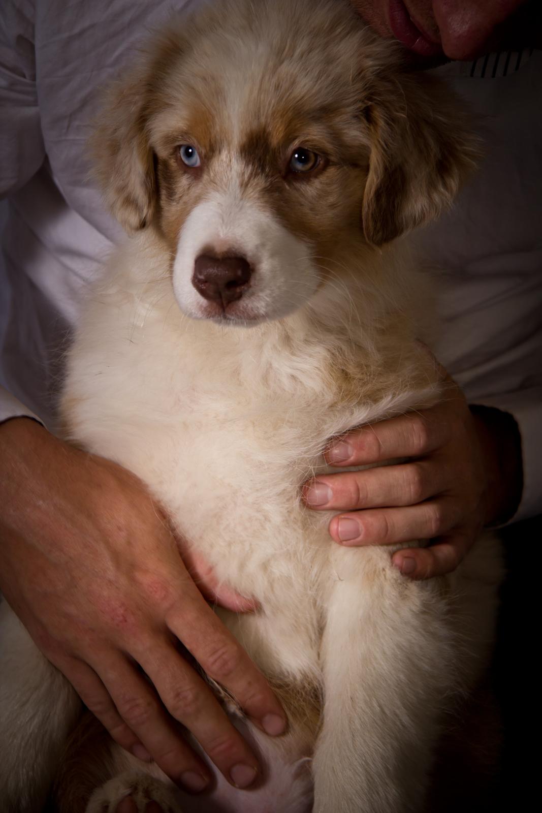 Australian shepherd Godrumgaards Mirell billede 15