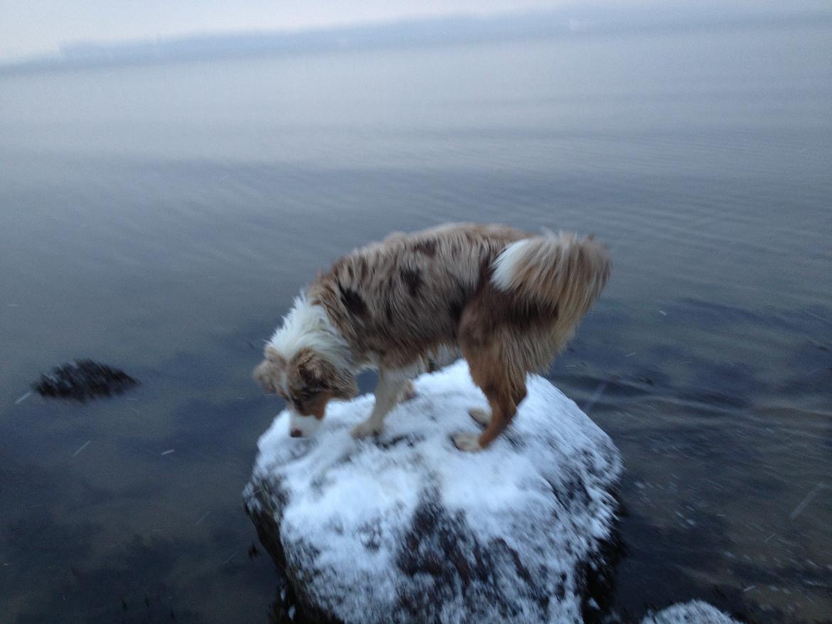 Australian shepherd Godrumgaards Mirell billede 16