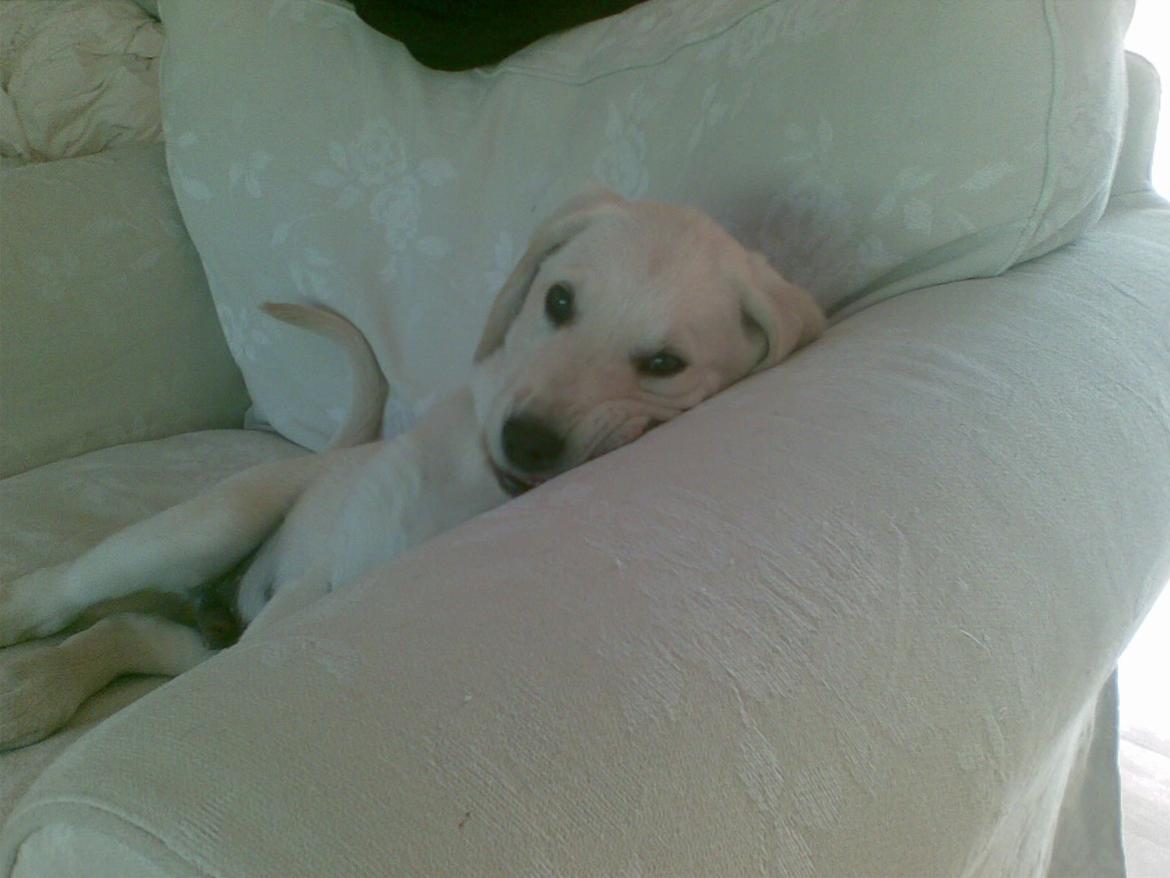 Blanding af racer ozzy ( modt. Parring) billede 7