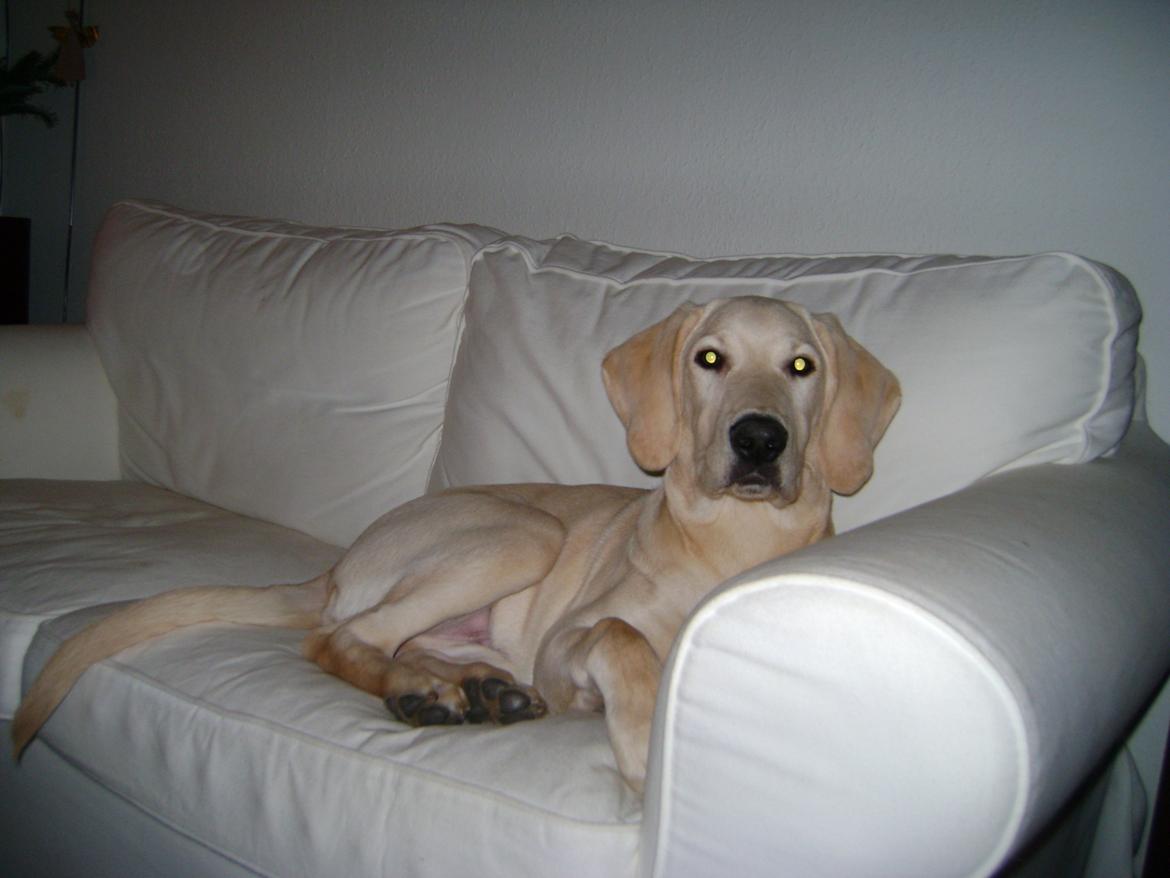 Blanding af racer ozzy ( modt. Parring) - ozzy 6mdr. billede 8