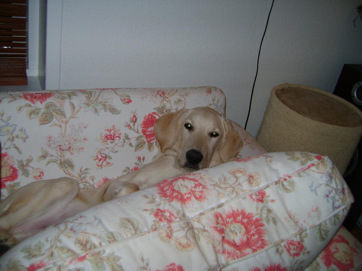 Blanding af racer ozzy ( modt. Parring) billede 9