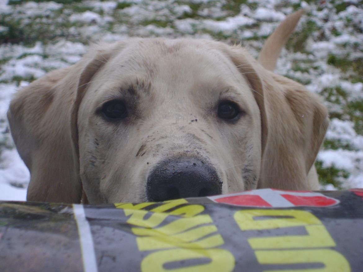 Blanding af racer ozzy ( modt. Parring) billede 10