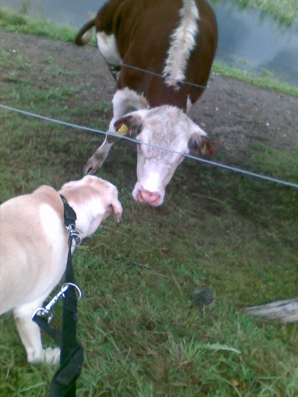 Blanding af racer ozzy ( modt. Parring) - ozzy møder ko billede 11