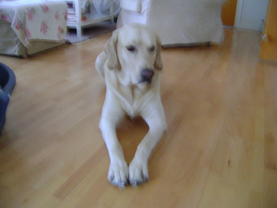 Blanding af racer ozzy ( modt. Parring) billede 13