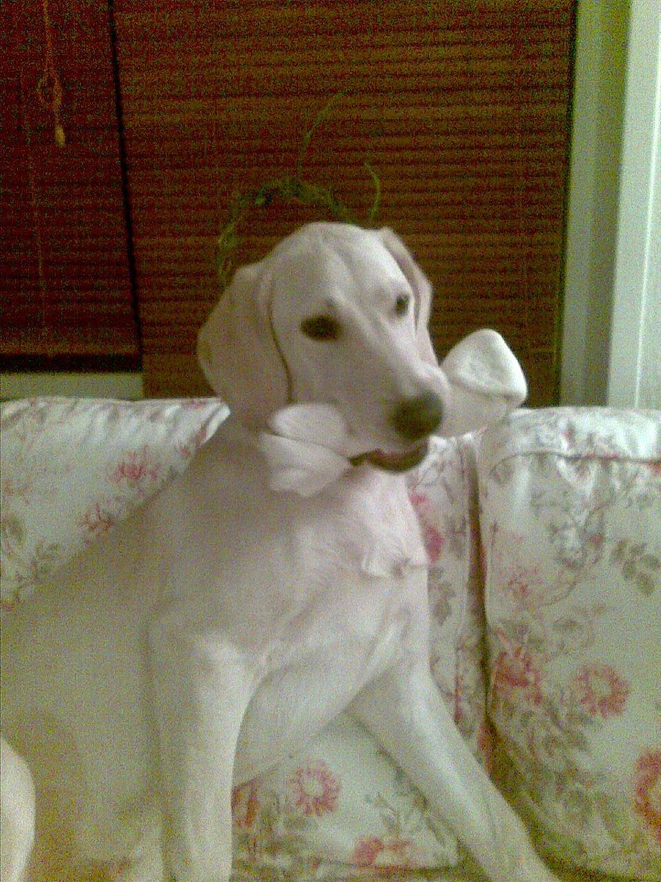 Blanding af racer ozzy ( modt. Parring) - mit ben billede 14