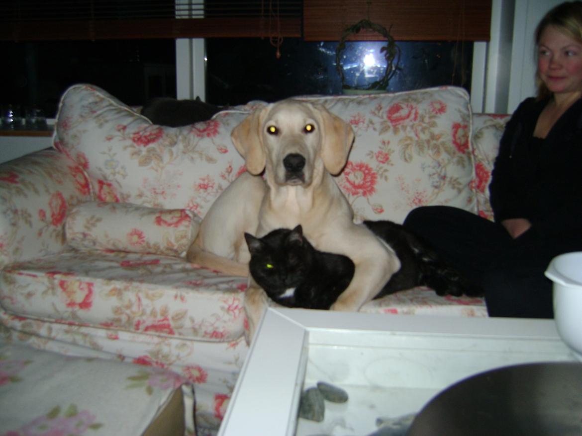 Blanding af racer ozzy ( modt. Parring) - en krammer er altid godt. ozzy og feedberg billede 15