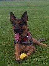 Schæferhund Chanel - Chanel på banerne billede 1