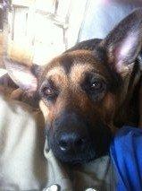 Schæferhund Chanel - Hygger billede 2