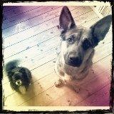 Schæferhund Chanel - Chanel & Louis billede 3