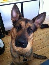 Schæferhund Chanel - Jeg vil ha mad billede 4