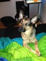 Schæferhund Chanel - I sengen billede 5