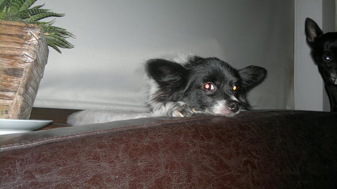 Blanding af racer Keld chihuahua/papillon billede 17