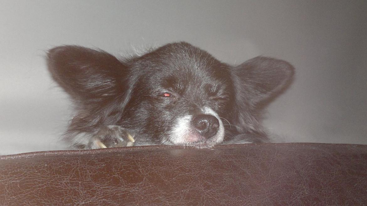 Blanding af racer Keld chihuahua/papillon - keld slappe helt af billede 1