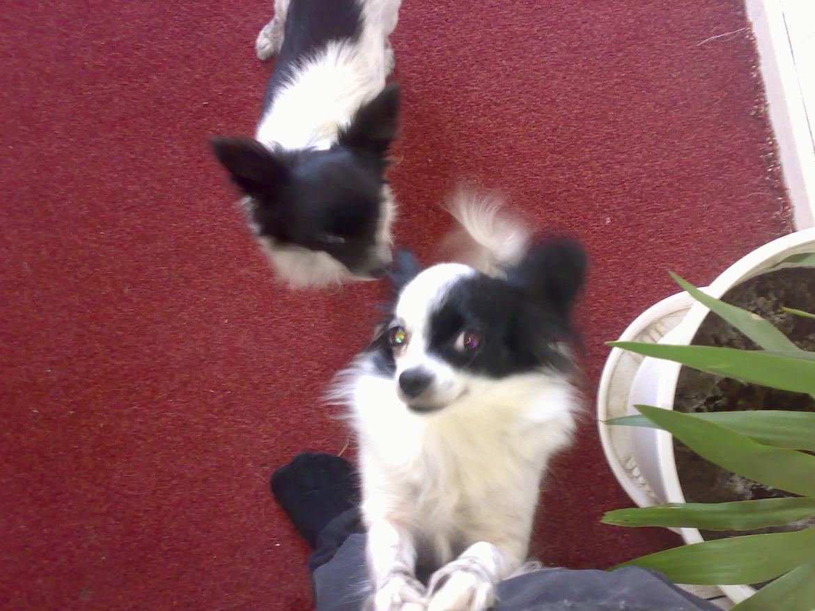 Blanding af racer Keld chihuahua/papillon - keld og hans mor billede 4