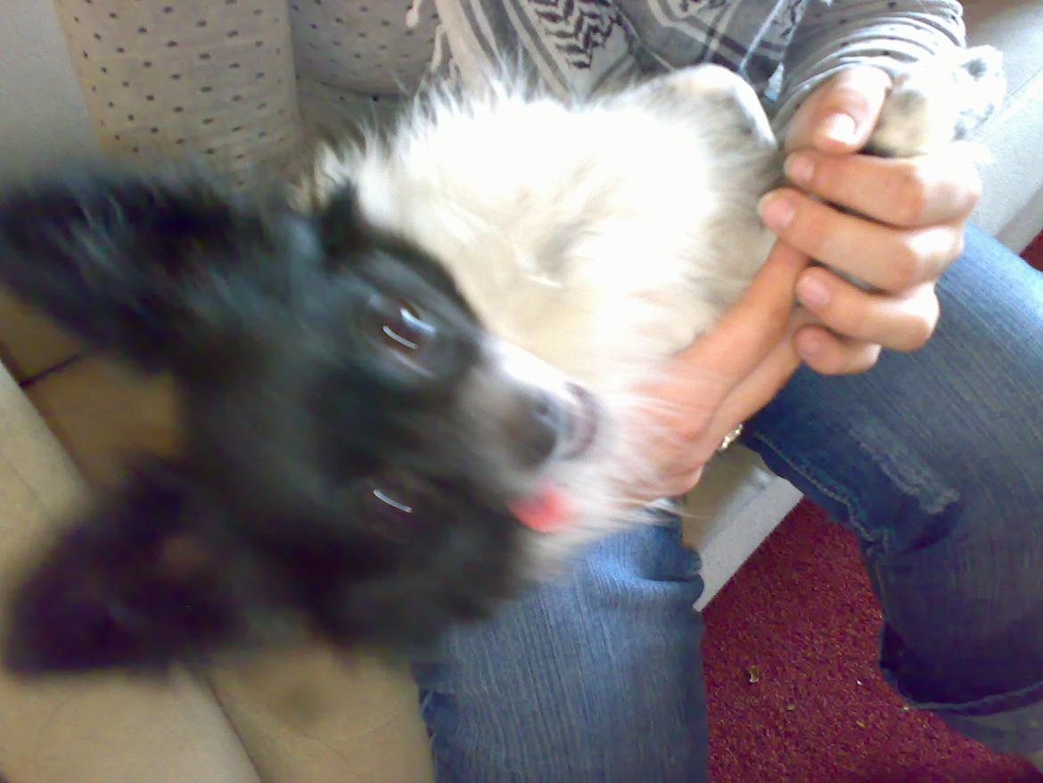 Blanding af racer Keld chihuahua/papillon billede 18