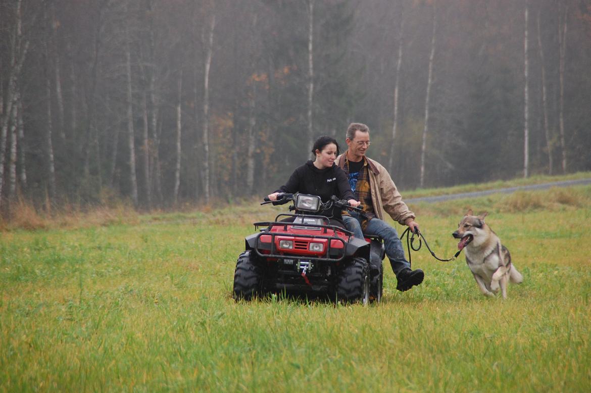 Tjekkoslovakisk ulvehund Kazan billede 12