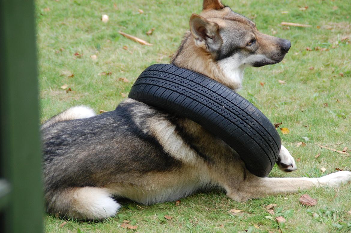 Tjekkoslovakisk ulvehund Kazan billede 13