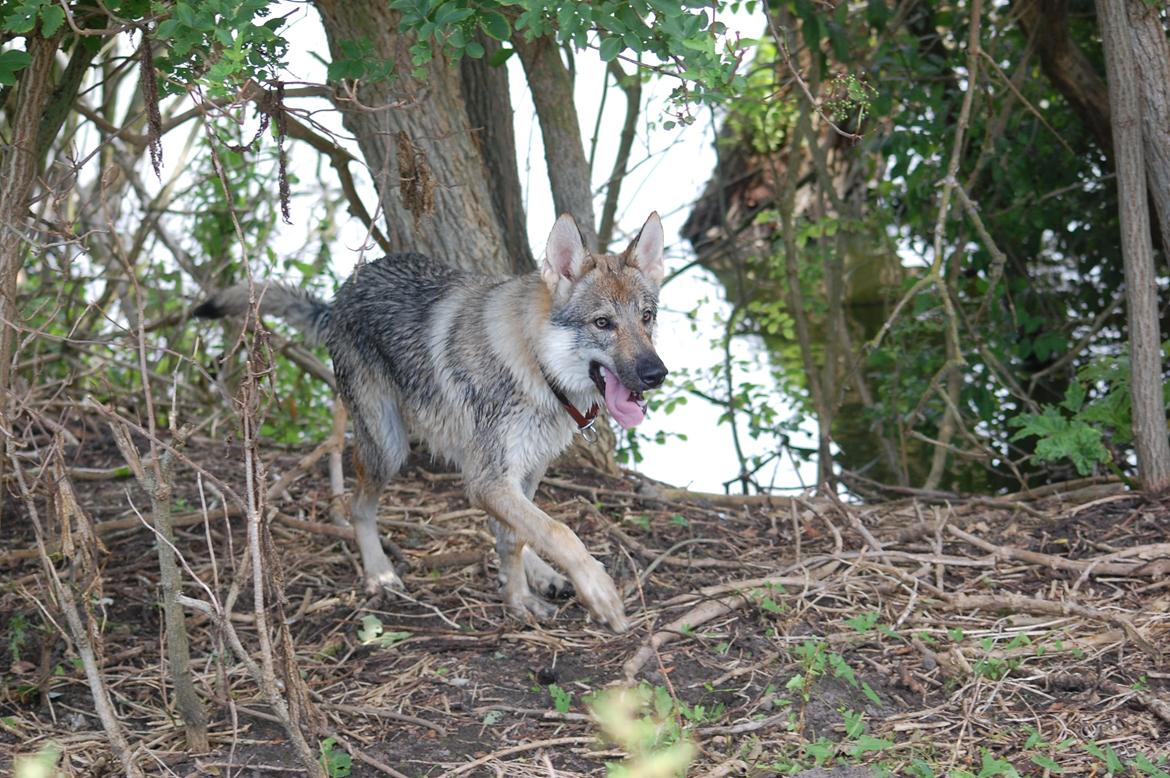 Tjekkoslovakisk ulvehund Kazan billede 14