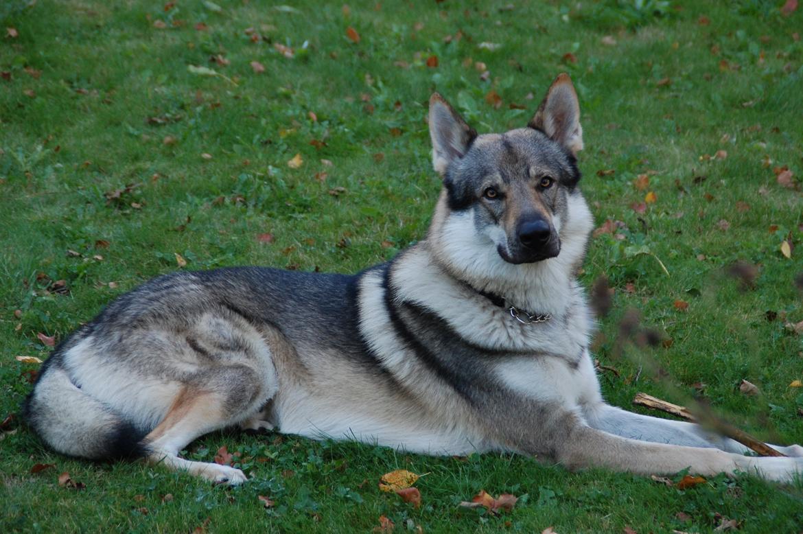 Tjekkoslovakisk ulvehund Kazan billede 16