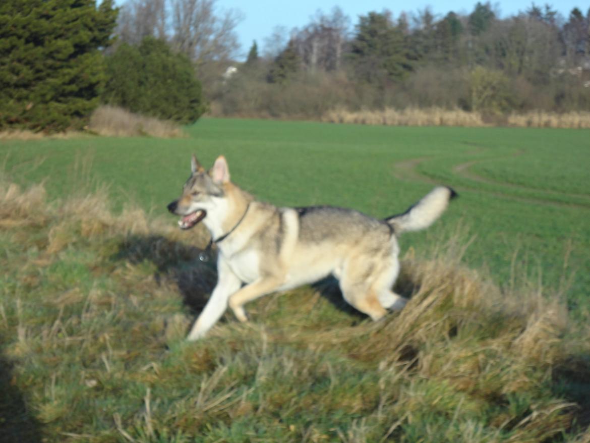 Tjekkoslovakisk ulvehund Kazan billede 17