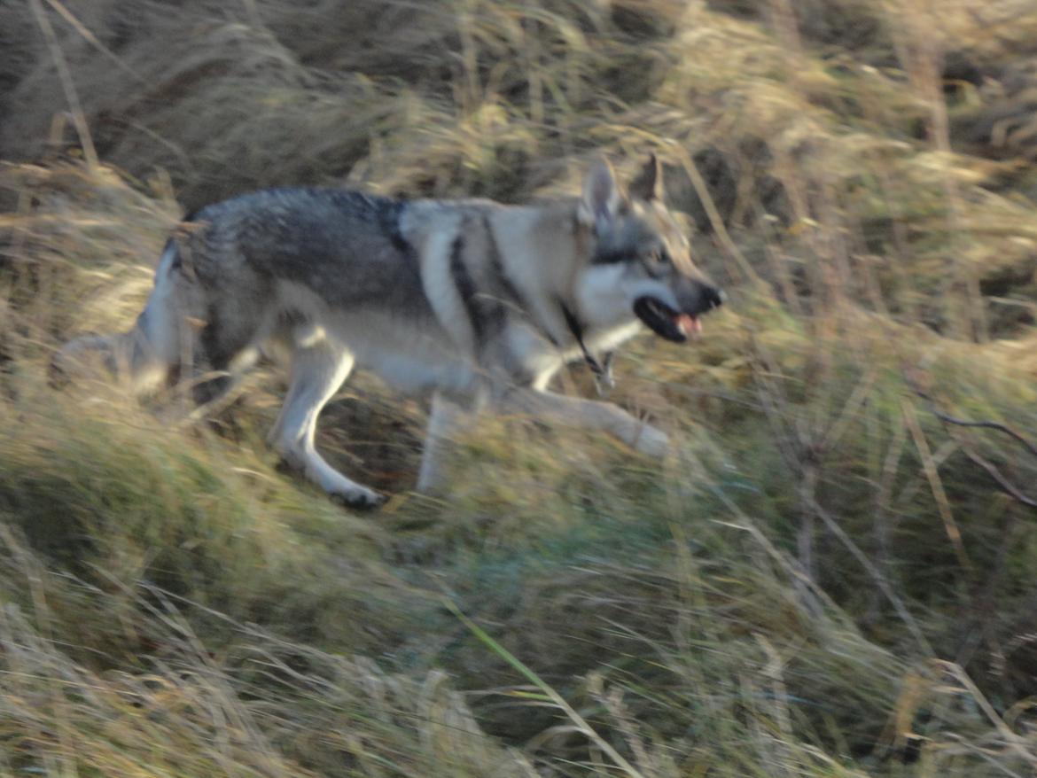 Tjekkoslovakisk ulvehund Kazan billede 18