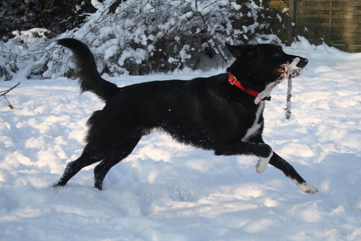 Border collie Hubert - 16-01-2013 billede 15