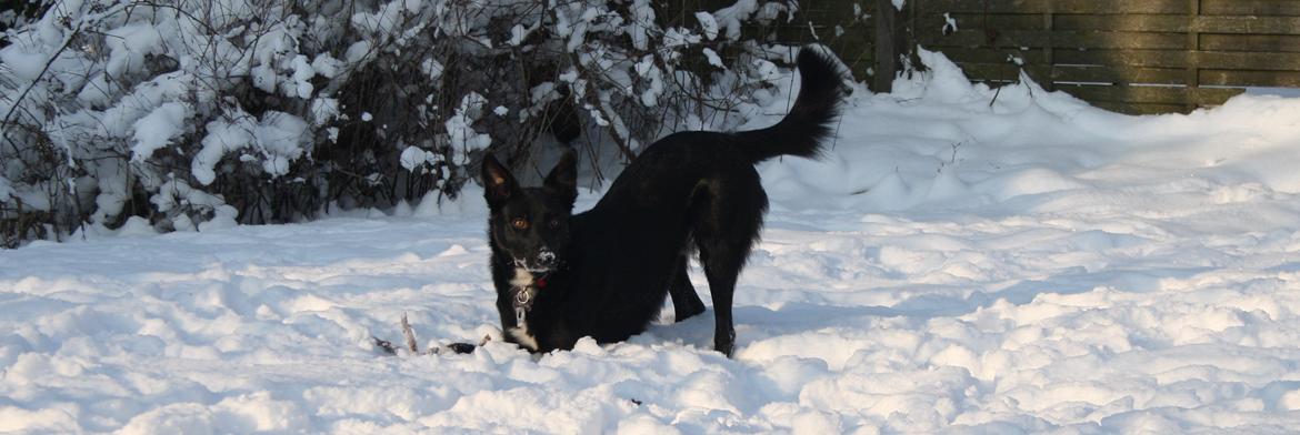 Border collie Hubert - 16-01-2013 billede 16