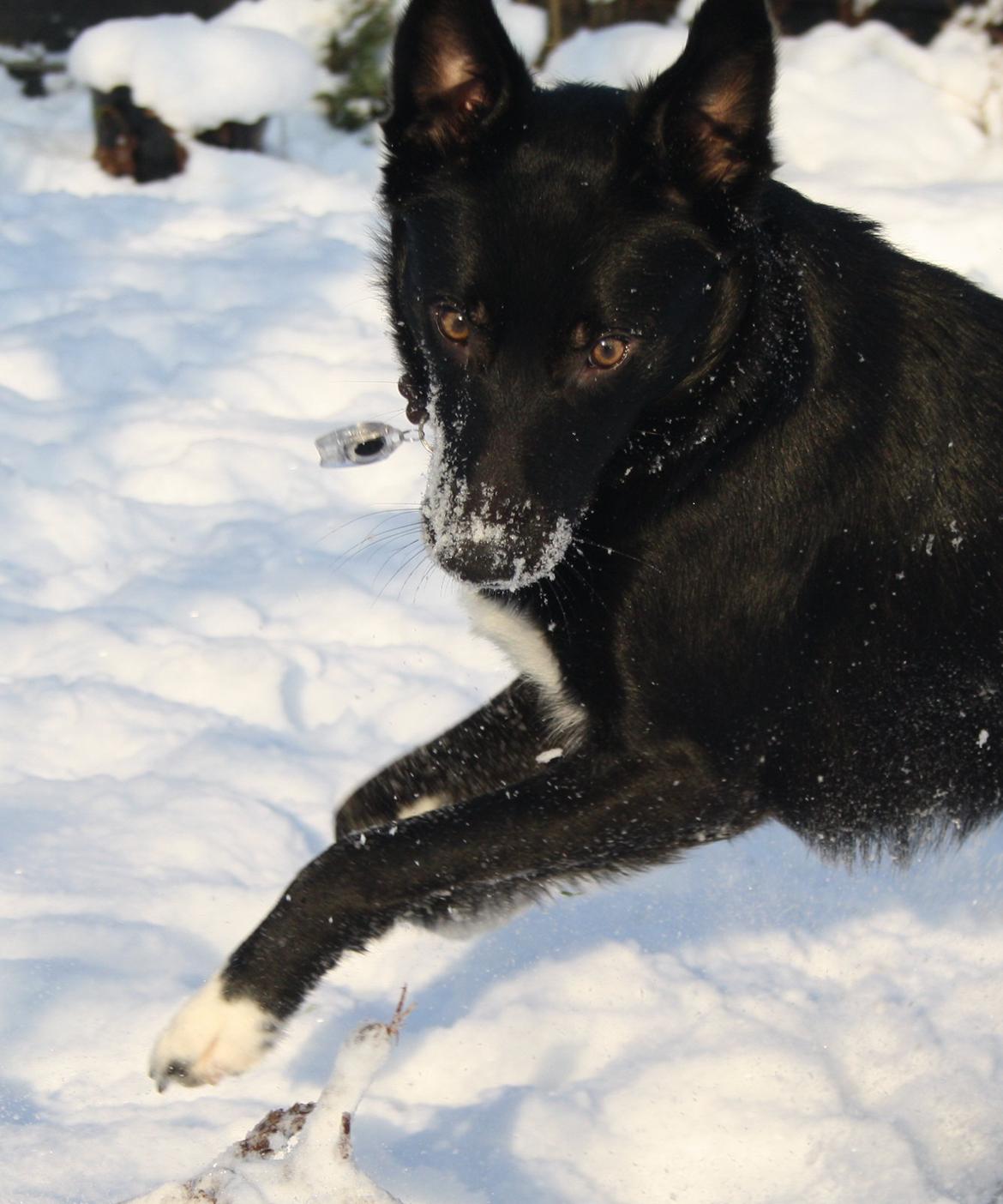 Border collie Hubert - 16-01-2013 billede 17