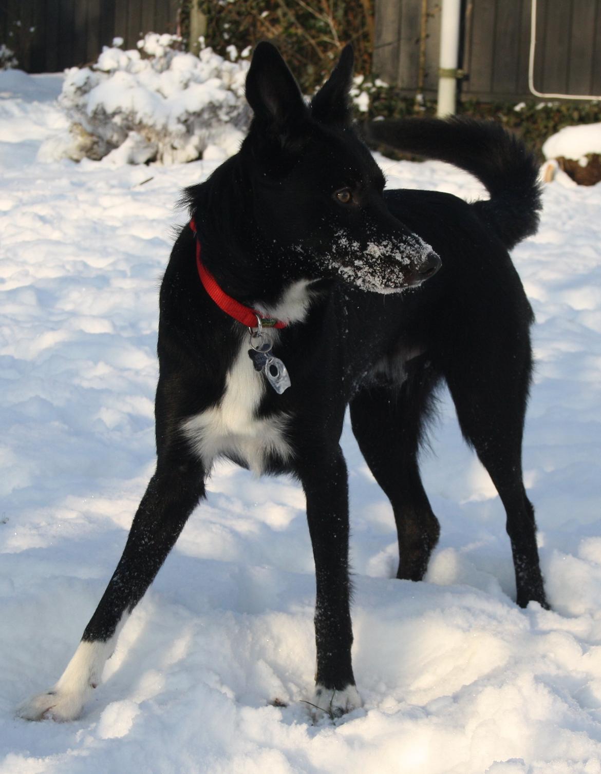 Border collie Hubert - 16-01-2013 billede 18