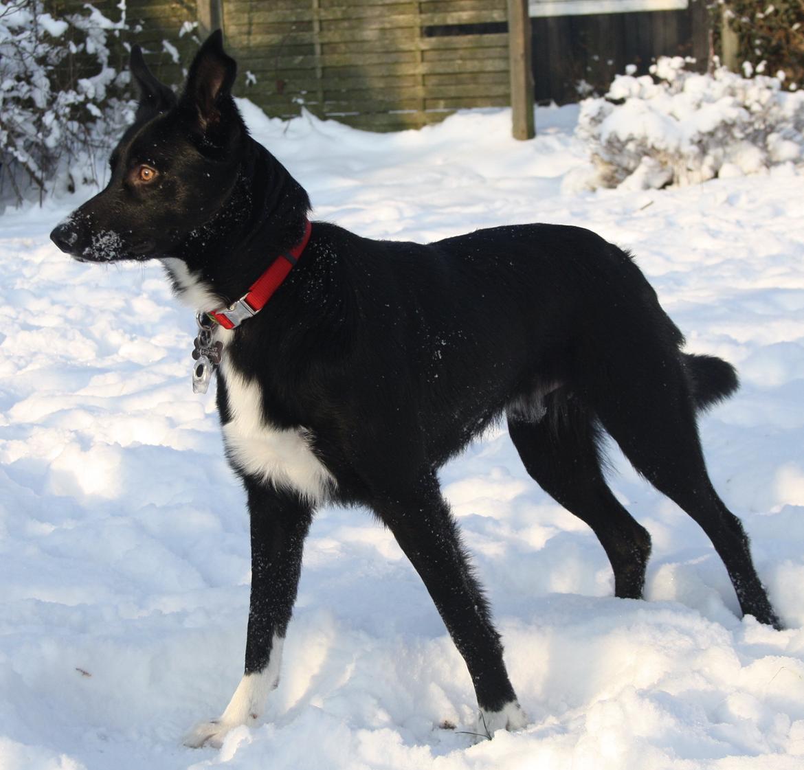 Border collie Hubert - 16-01-2013 billede 3