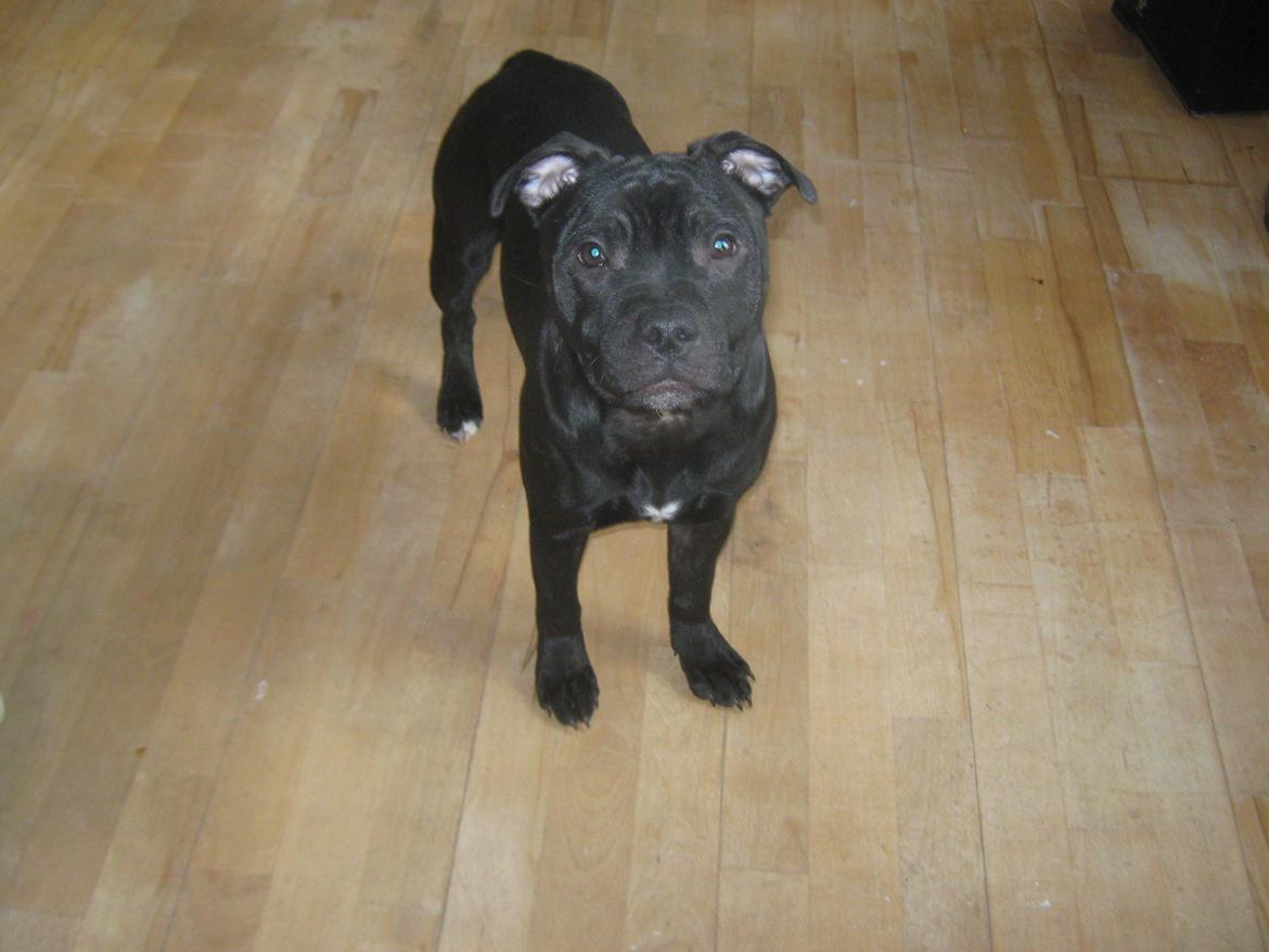 Staffordshire bull terrier Shorty billede 2