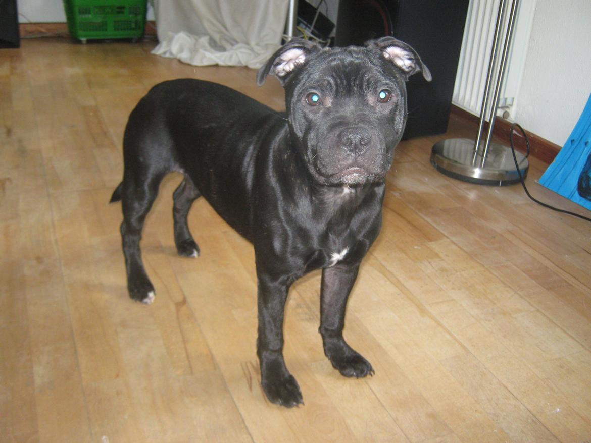 Staffordshire bull terrier Shorty billede 3