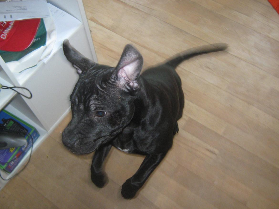 Staffordshire bull terrier Shorty billede 4