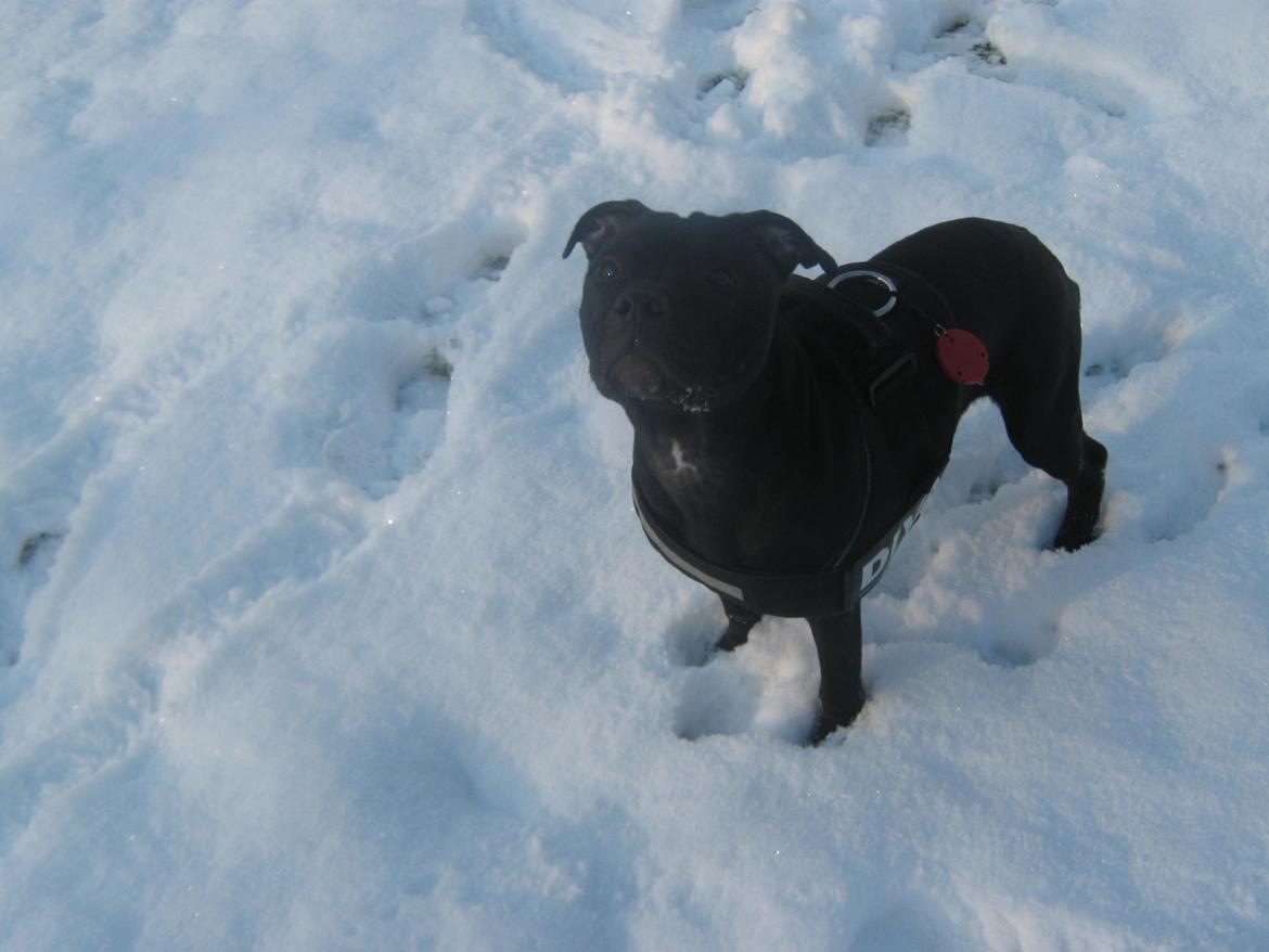 Staffordshire bull terrier Shorty billede 6