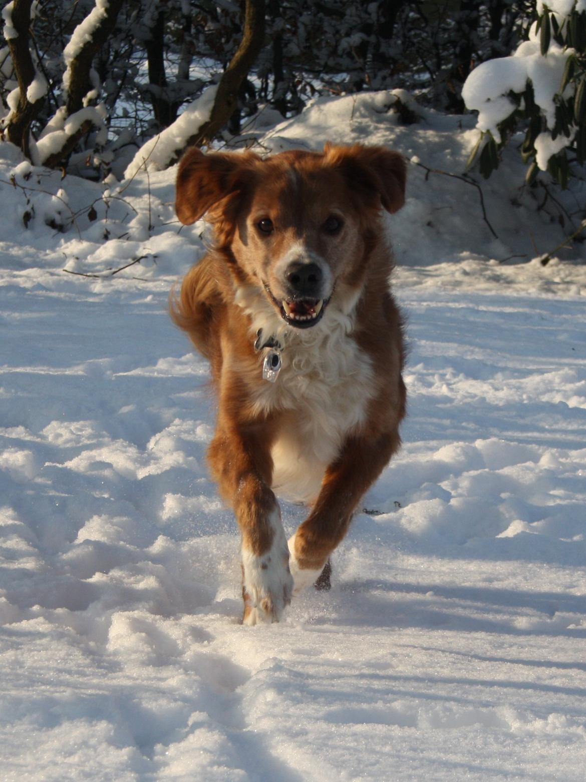 Nova scotia duck tolling retriever Chang - 16-01-2013 billede 17