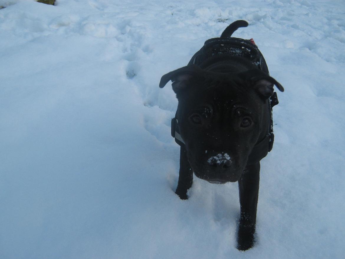 Staffordshire bull terrier Shorty billede 7