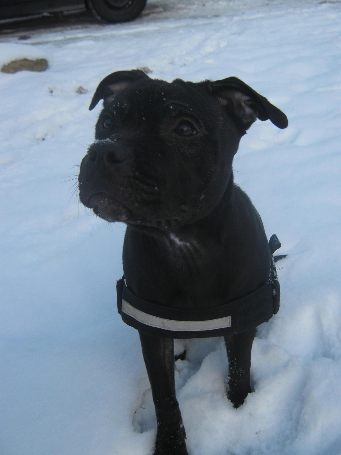 Staffordshire bull terrier Shorty billede 8