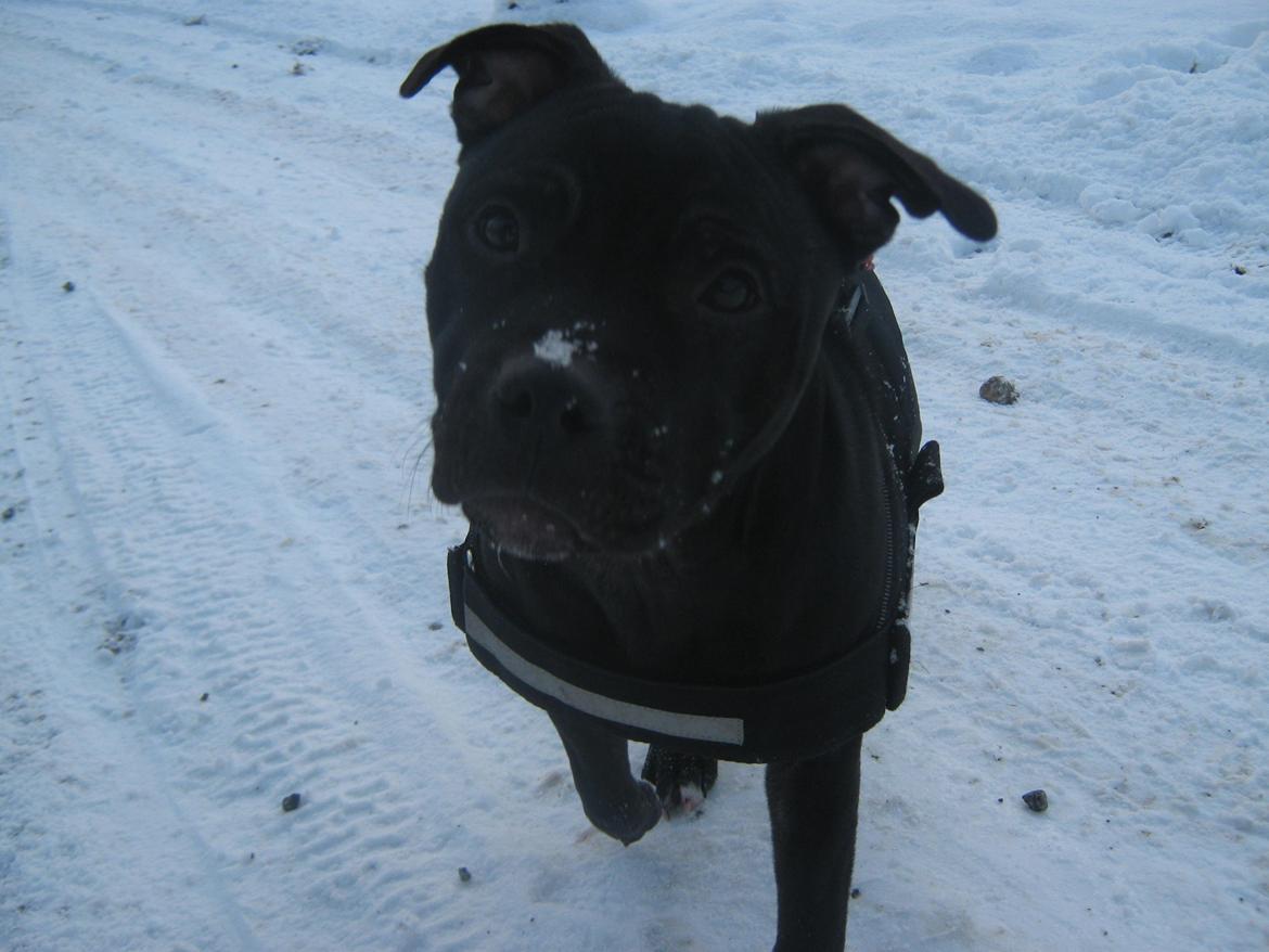 Staffordshire bull terrier Shorty billede 9