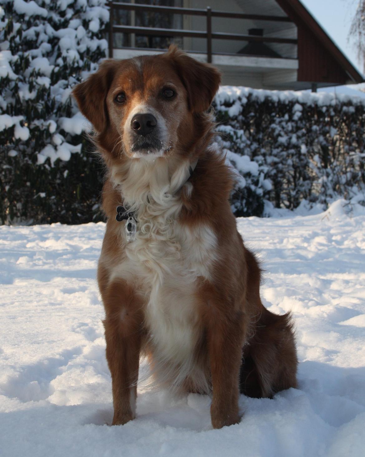 Nova scotia duck tolling retriever Chang - 16-01-2013 billede 18
