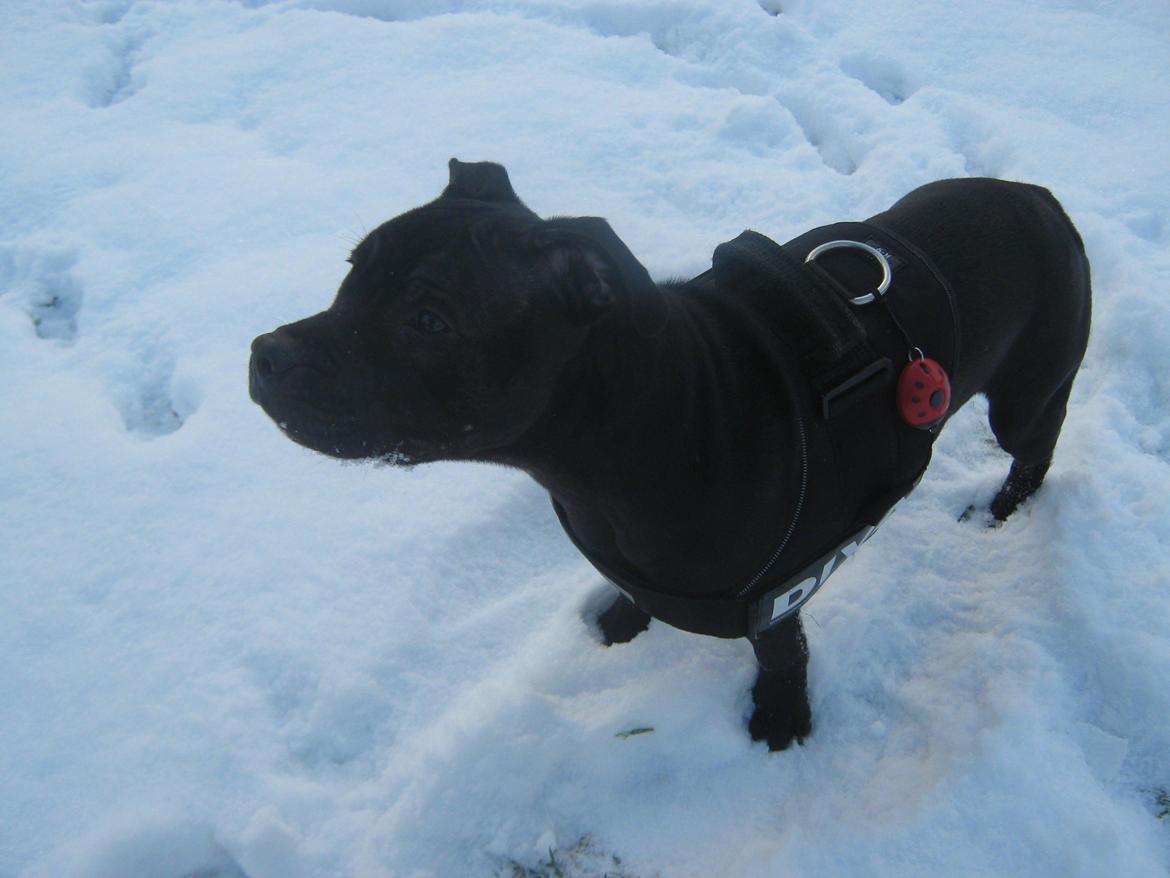 Staffordshire bull terrier Shorty billede 5