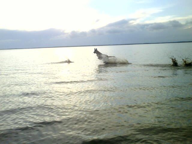 Malinois Jenos Mulle billede 12