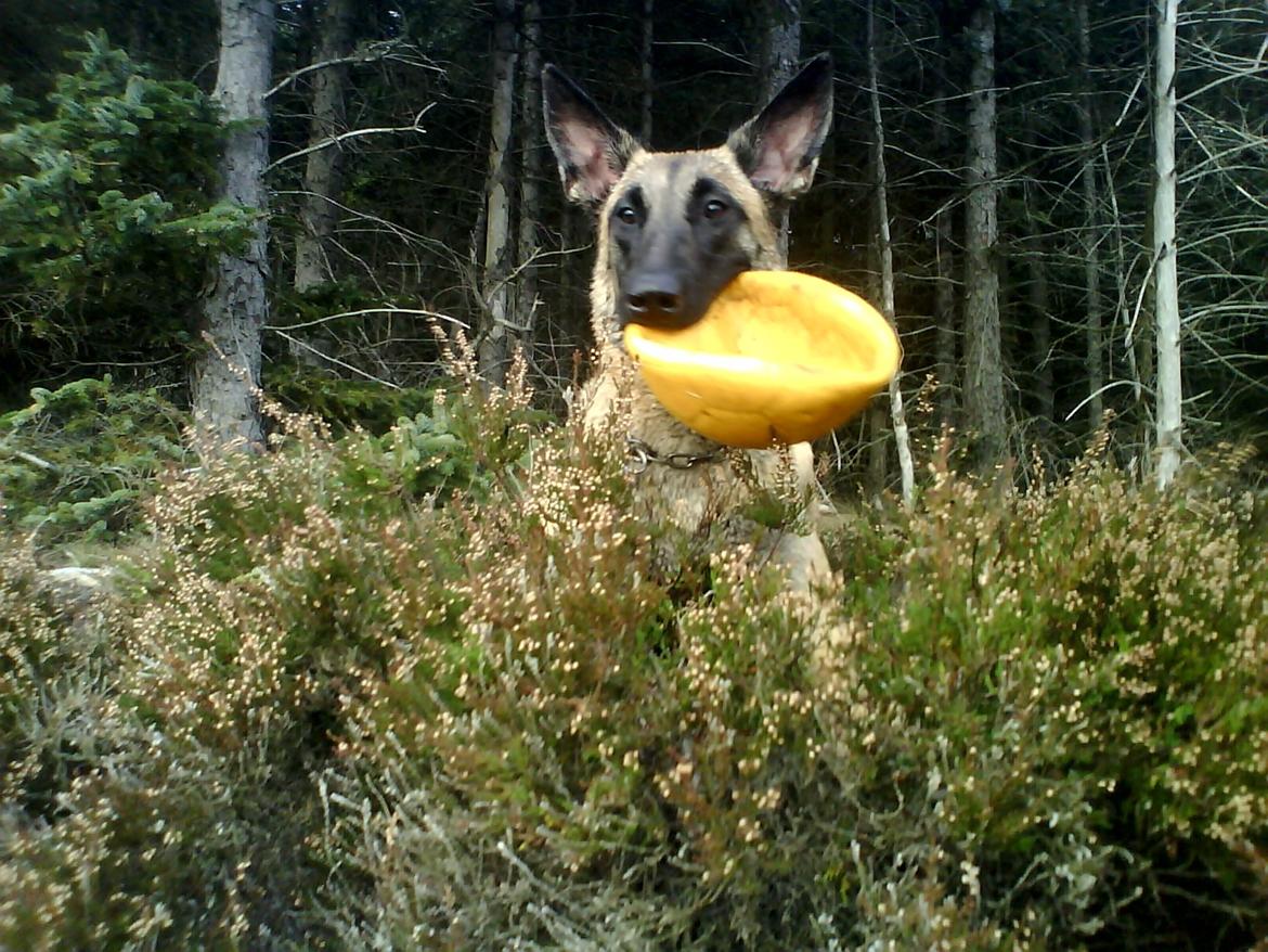 Malinois Jenos Mulle billede 13