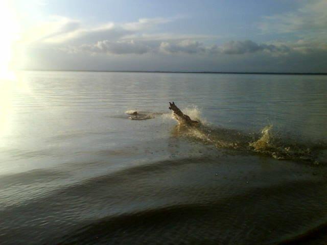 Malinois Jenos Mulle billede 14