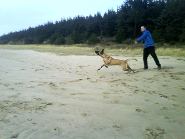 Malinois Jenos Mulle billede 15