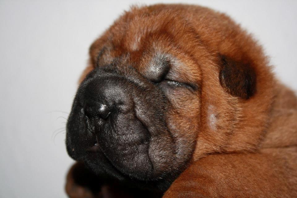 Shar pei Hubert - To uger. Jeg nægter at åbne mine kønne øjne til ære for fotografen .... billede 14