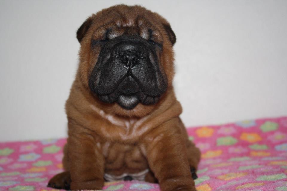 Shar pei Hubert - Fire uger. Lidt gangsta er man vel altid ;) billede 12