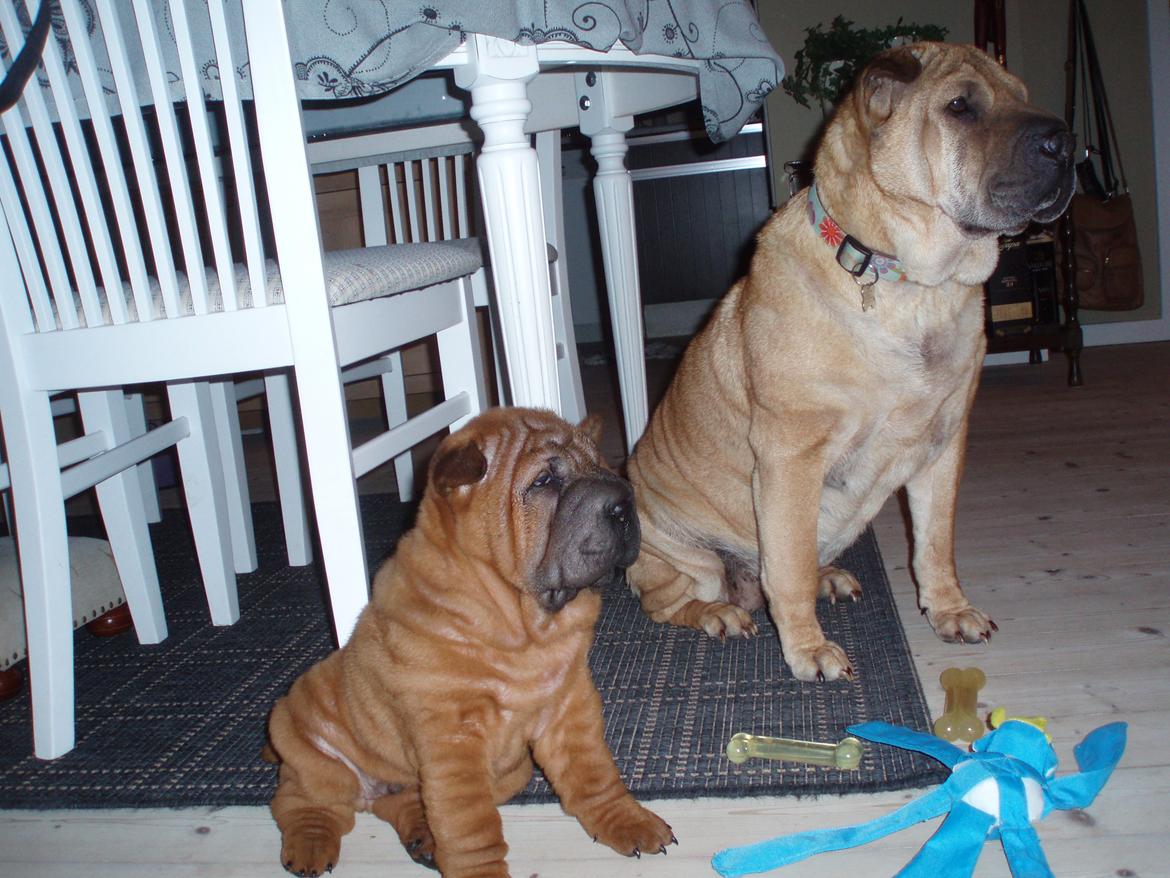 Shar pei Hubert - Otte uger og helt ny i sit nye hjem. Så er det godt at have Tante Thilde ved sin side. billede 11